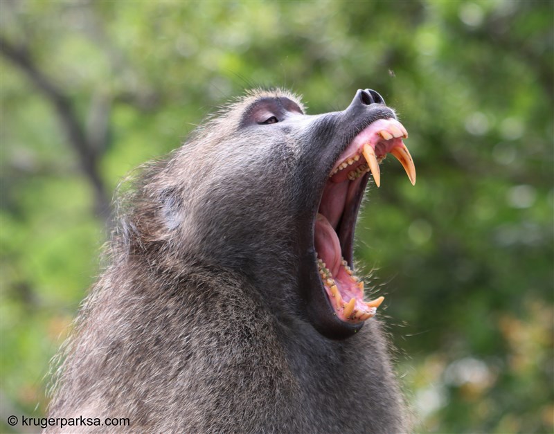 Kruger National Park Photographic & Private Safaris & Tours